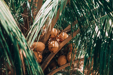 Why we use Sustainable Palm Oil