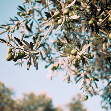 The Story Behind Our Unperfumed Pure Olive Oil Soap Bar