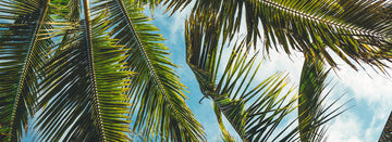 Palm Oil Further Reading