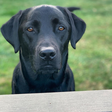 How Green is Your Pet Routine?