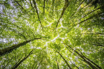 Three common eco-myths. Busted!