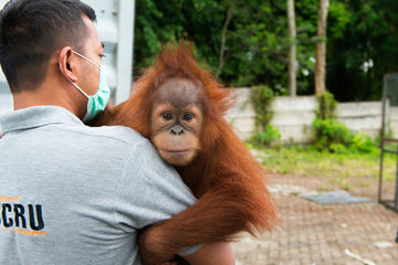 Sustainable Palm Oil - Talking to the Sumatran Orangutan Society