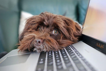 Three Dog Bloggers we Love in 2020