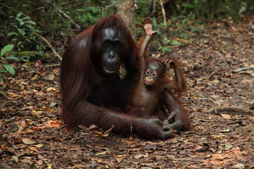 Three Little Sustainable Palm Oil Brands we Love