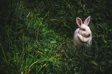 Our Relationship with Cruelty Free International